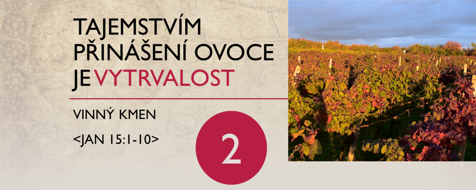 Vinný kmen: Tajemstvím přinášení ovoce je vytrvalost