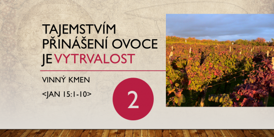 Vinný kmen: Tajemstvím přinášení ovoce je vytrvalost